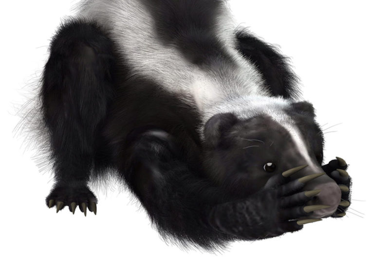 skunk image
