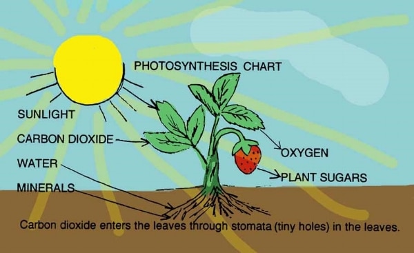 What You Really Need to Know About Grow Lights photosynthesis graph
