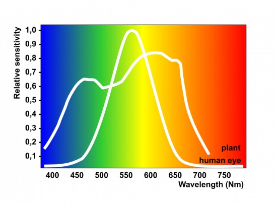 What You Really Need to Know About Grow Lights: Graph Depicting Wavelengths to the Human Eye