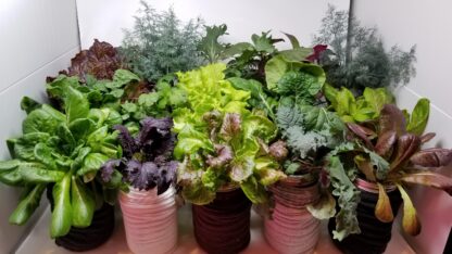 Leafy Greens Grown Indoors