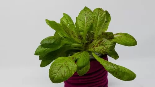 Lettuce Jester