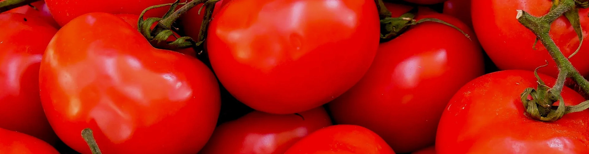 Close up of tomatoes LED grow light