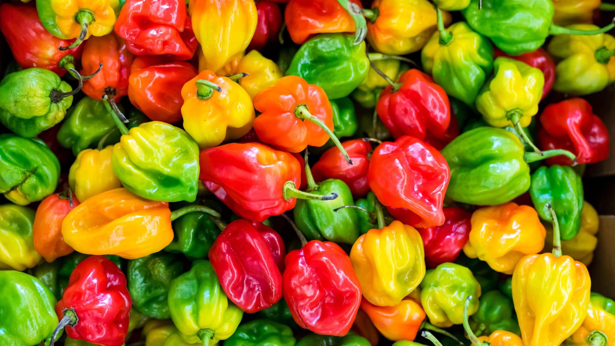 multi colored sweet peppers