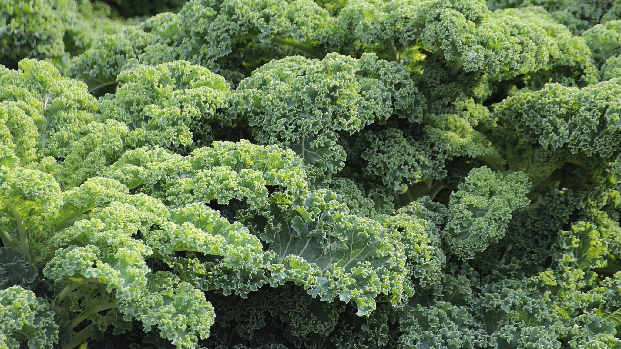 up close kale