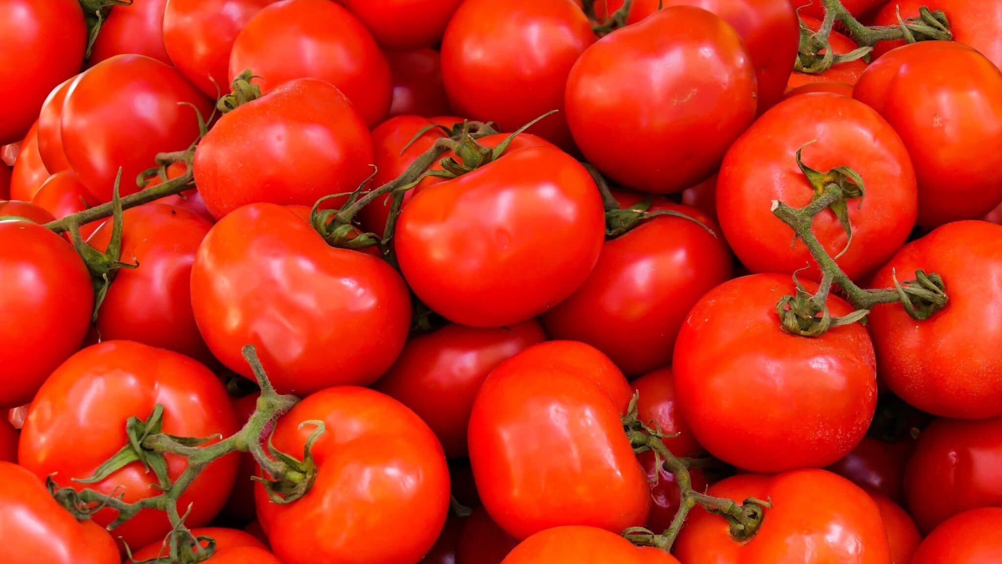 Tomatoes on vine