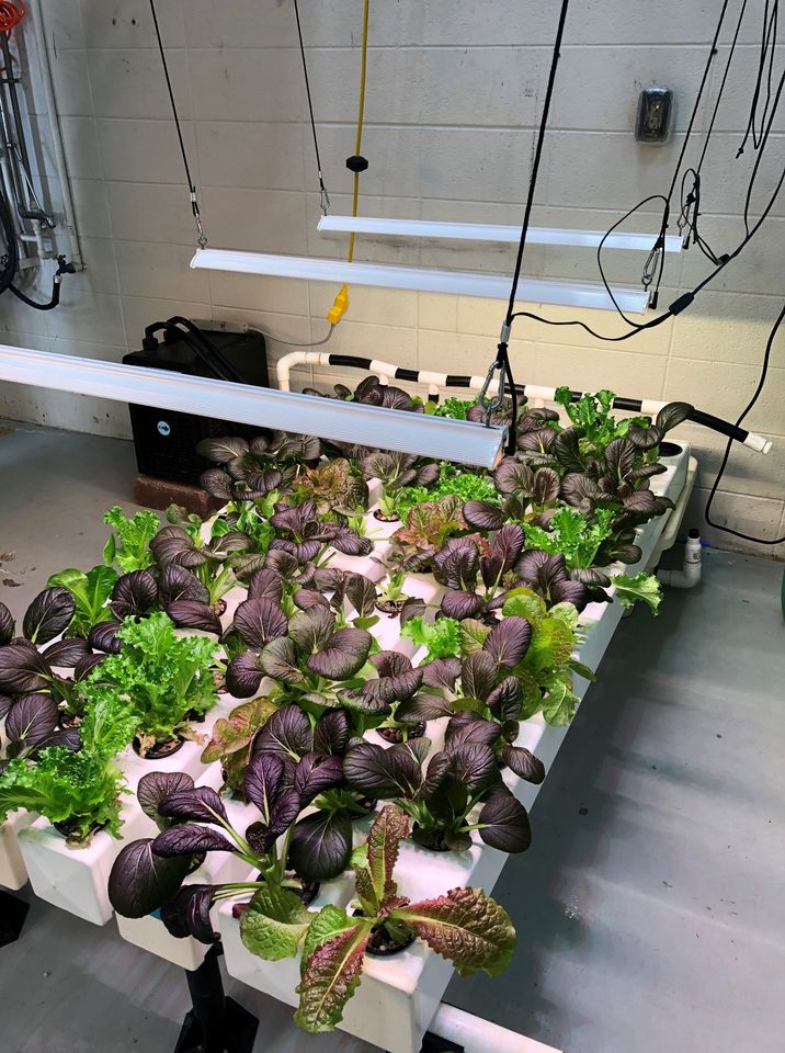 Technical College Hydroponic Set up with grow lighting