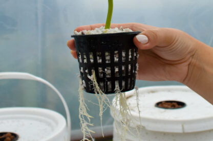 cucumbers growing hydroponically