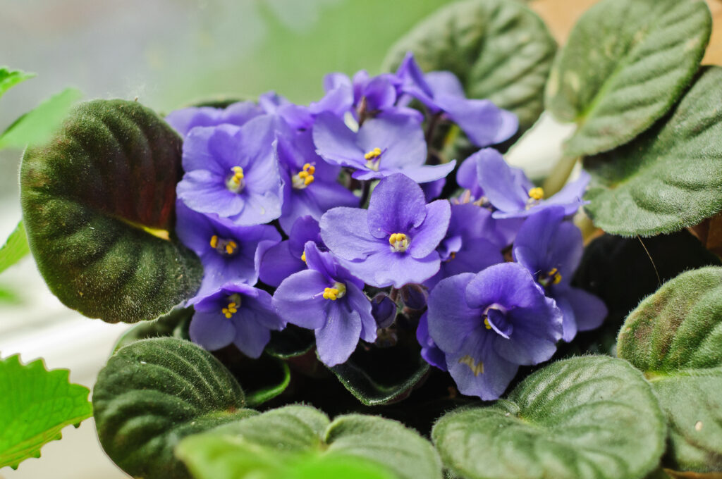 cluster of growing African violets