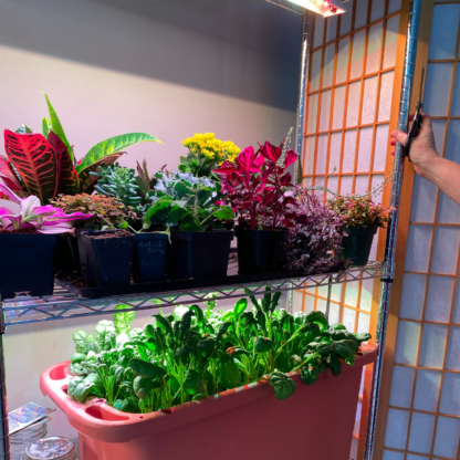 a rack with multiple house plants on one shelf spinach ogrowing on another