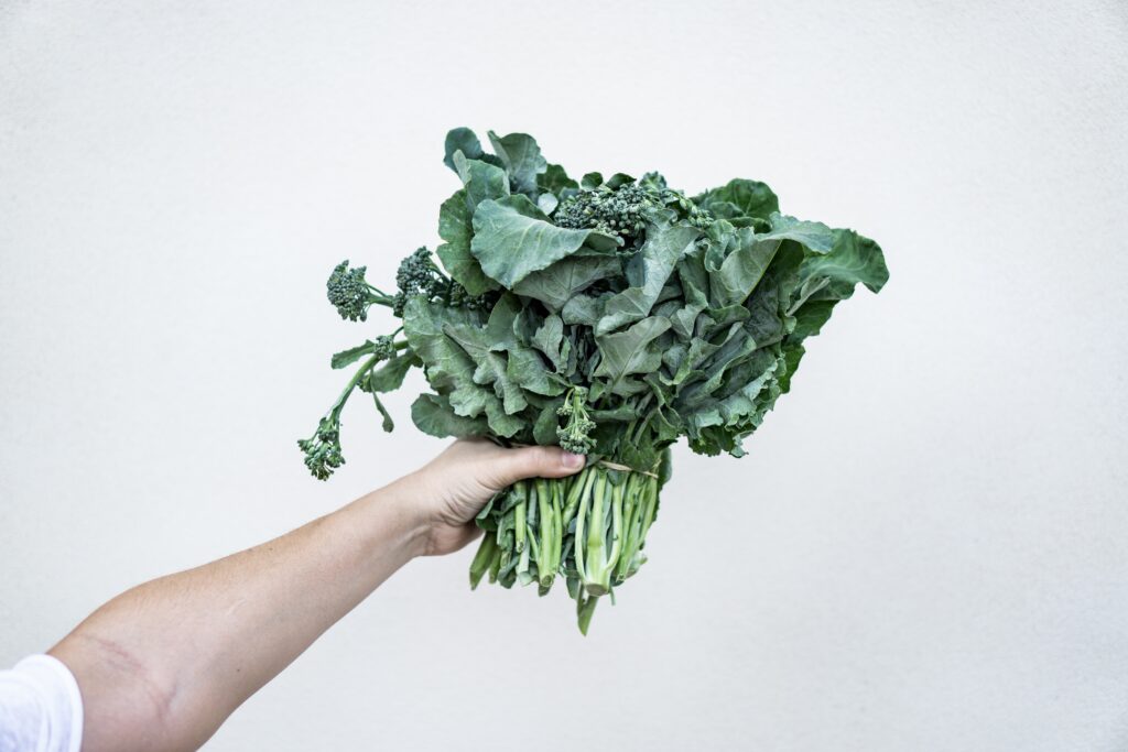 Growing kale indoors bundle in hand