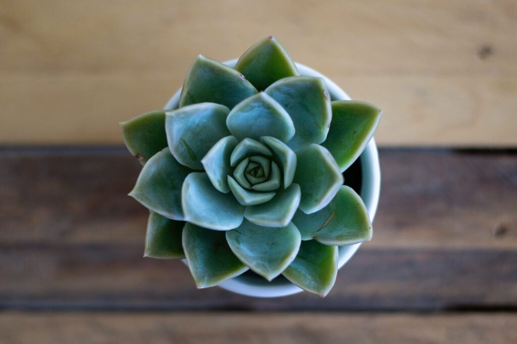 growing succulents indoors in pot on table