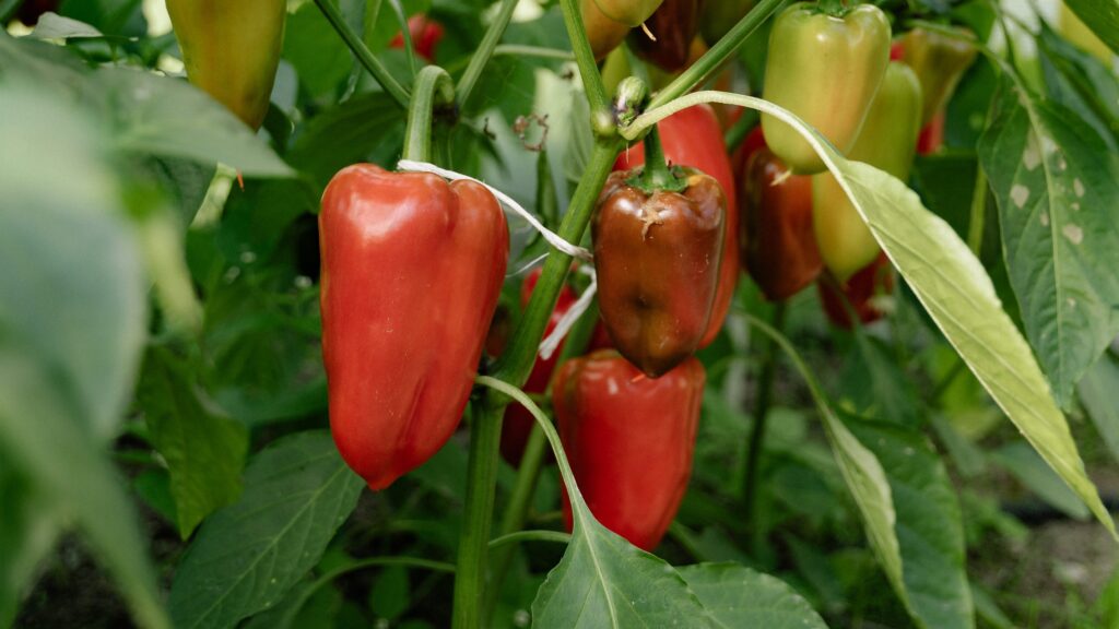 growing red peppers indoors  on vine