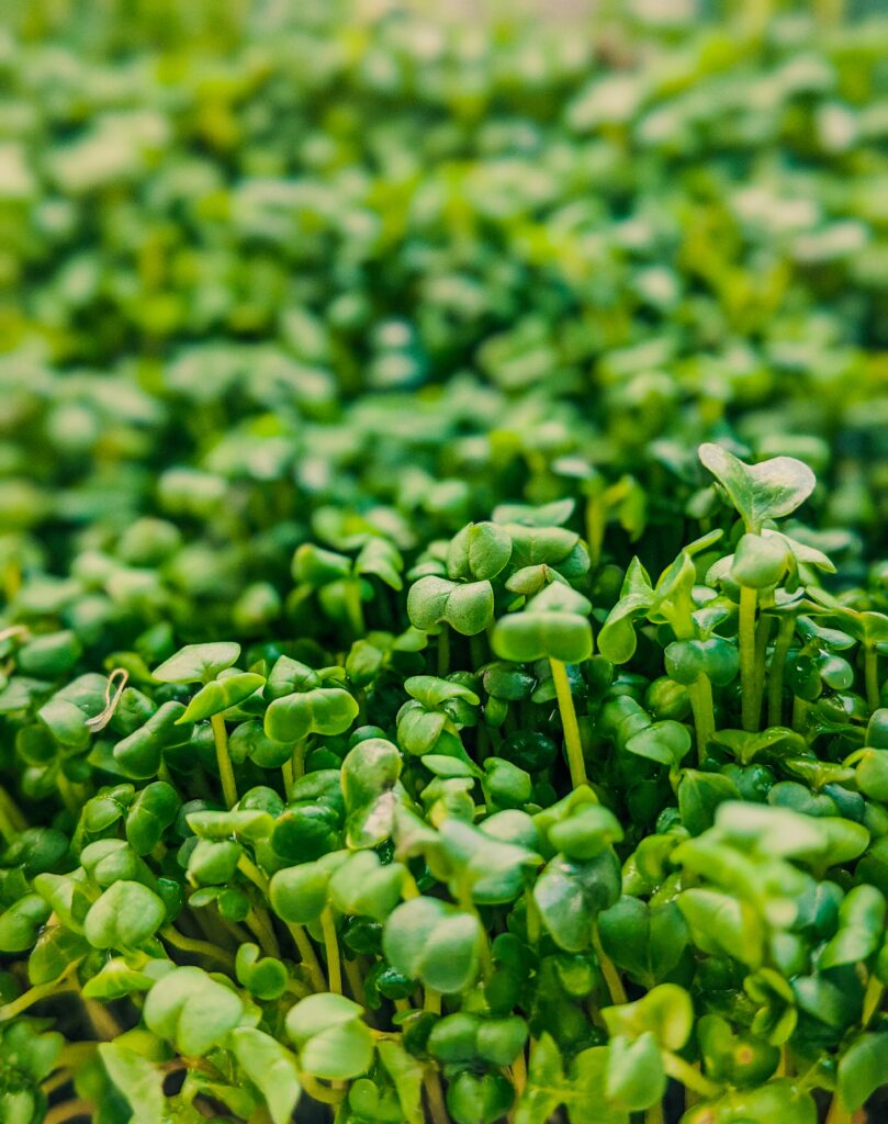 Growing Microgreens Indoors feature image up close