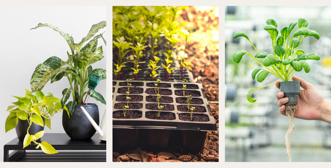 grow lights growing a variety of different plants