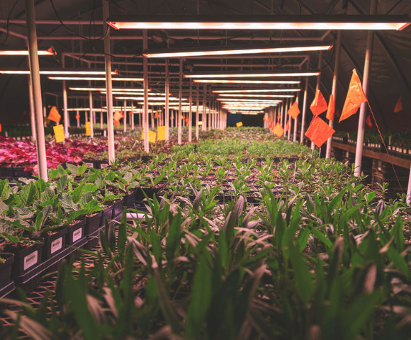 USA-made grow lights illuminating a vibrant commercial setting