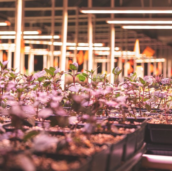 Seedlings under grow lights in a commercial set-up.