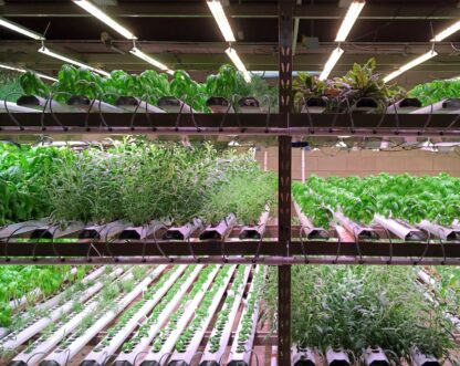 Vertical shelves full of greens under grow lights