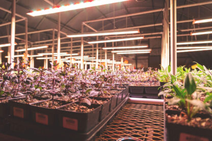 seedlings under grow lights commercial operation