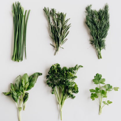 Variety of fresh herbs grown with hydroponics