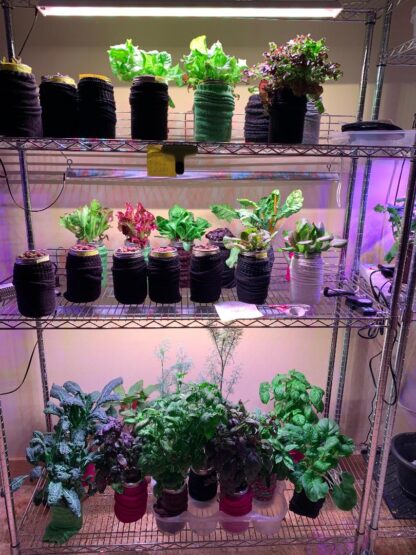 Passive Hydroponic setup on shelves