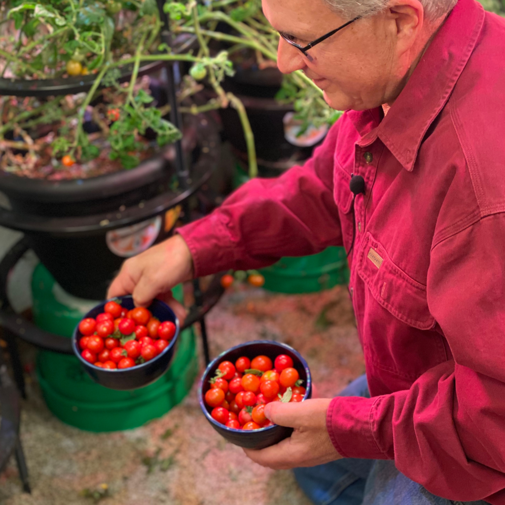 Vic growing tomatoes indoors