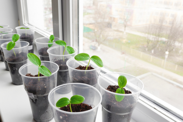 South Facing Window with seedlings