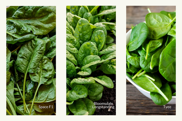 Indoor Spinach Varieties