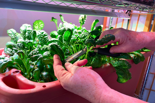 Growing Spinach Indoors