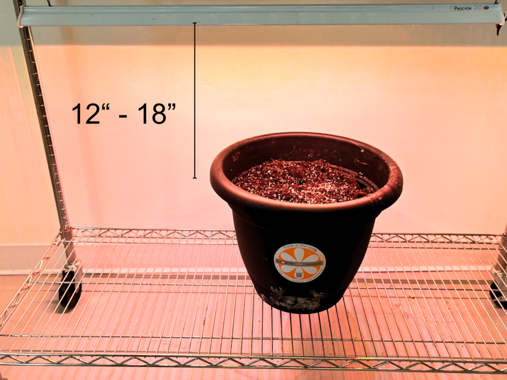 Growing Spinach Indoors: A Beginners Guide 1