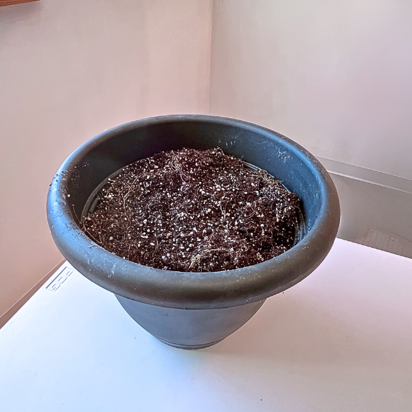 Growing Spinach Indoors: A Beginners Guide 2