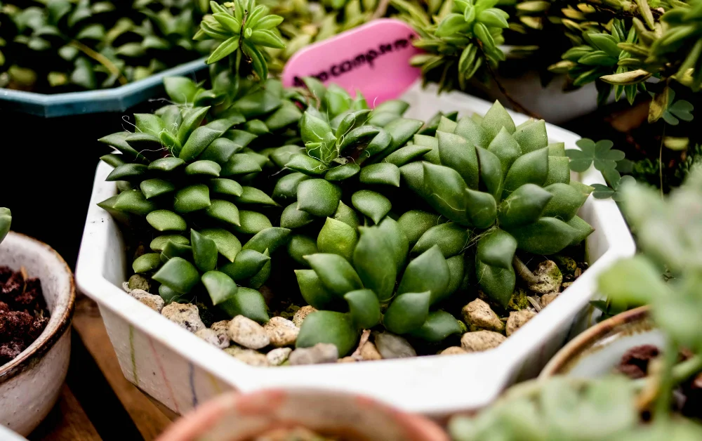 a group of green succulent plants in pots