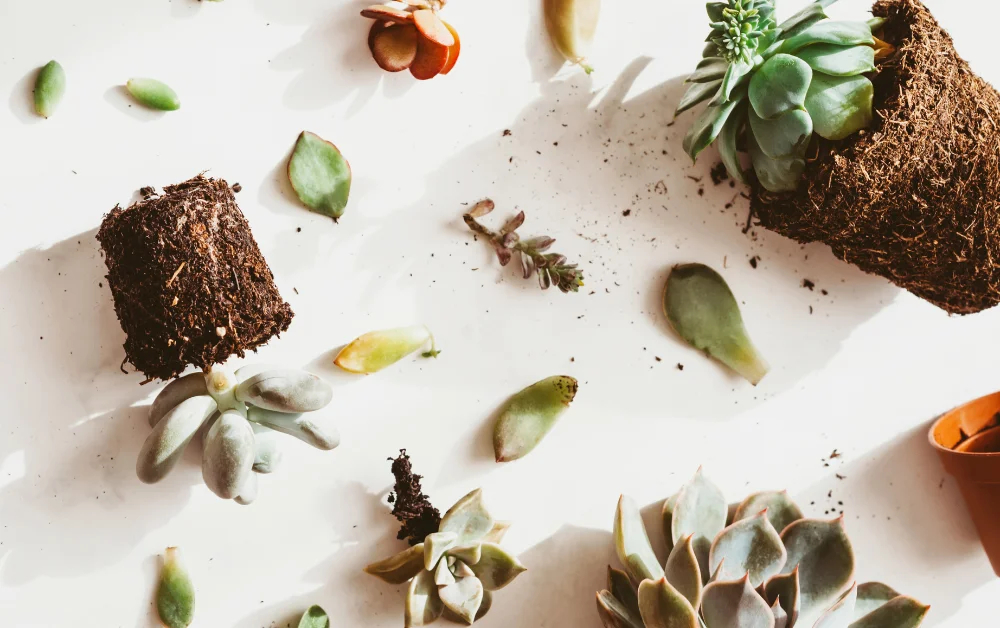 a group of succulent plants