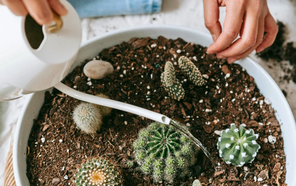 a person watering a cactus in a pot