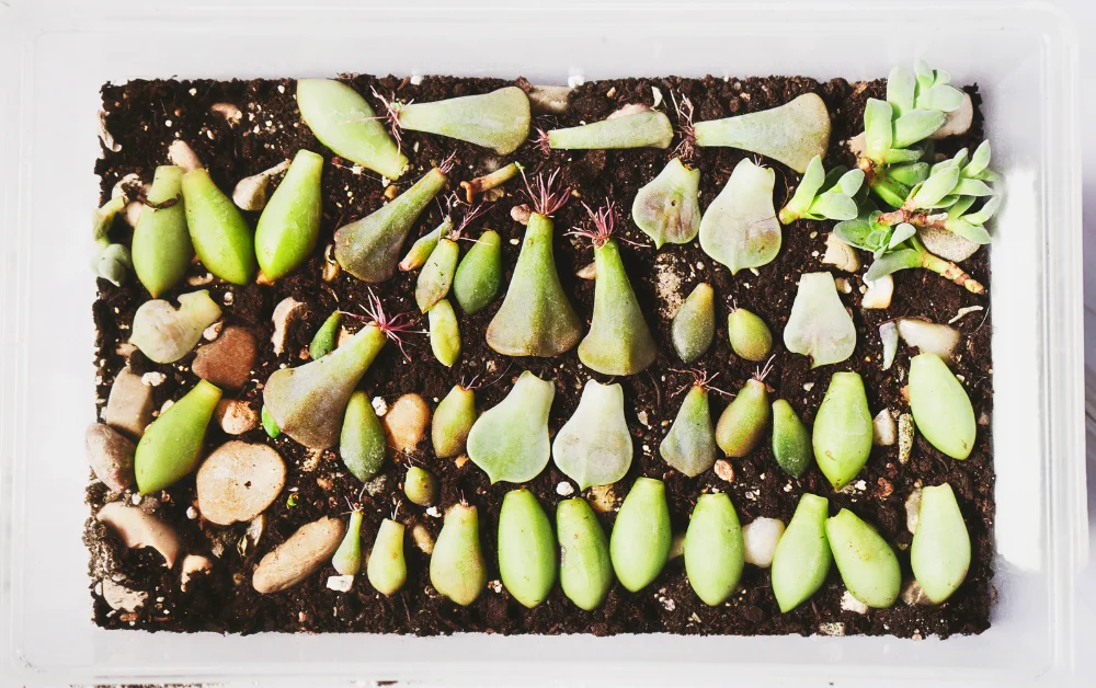 tray of succulents ready to propagate