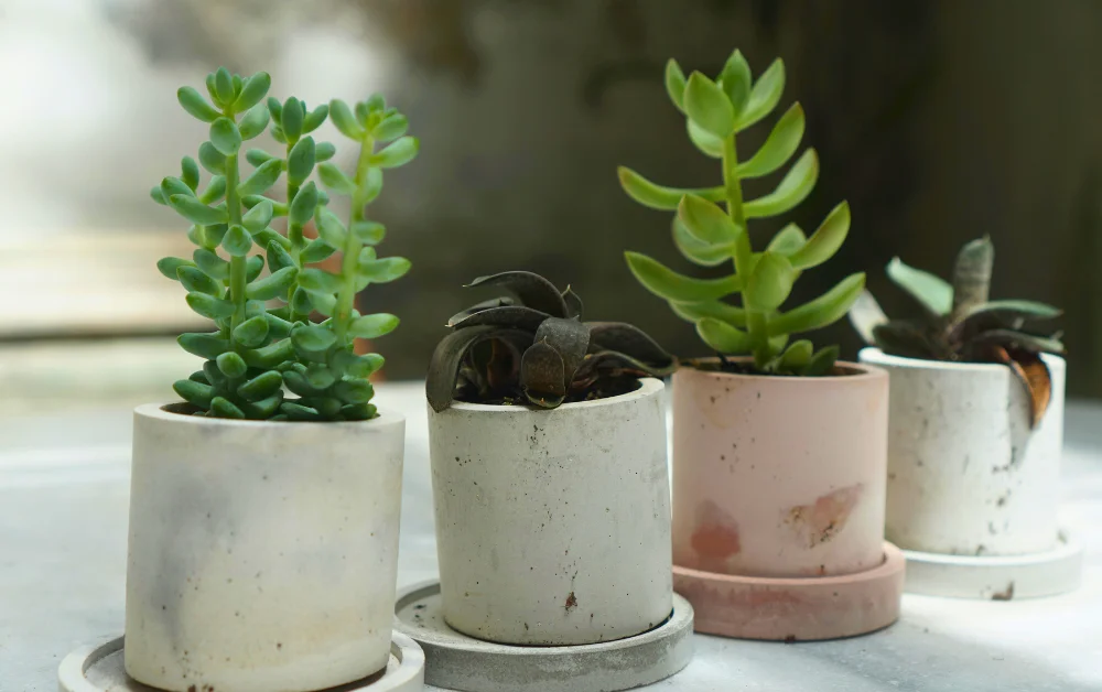 a group of potted succulent plants