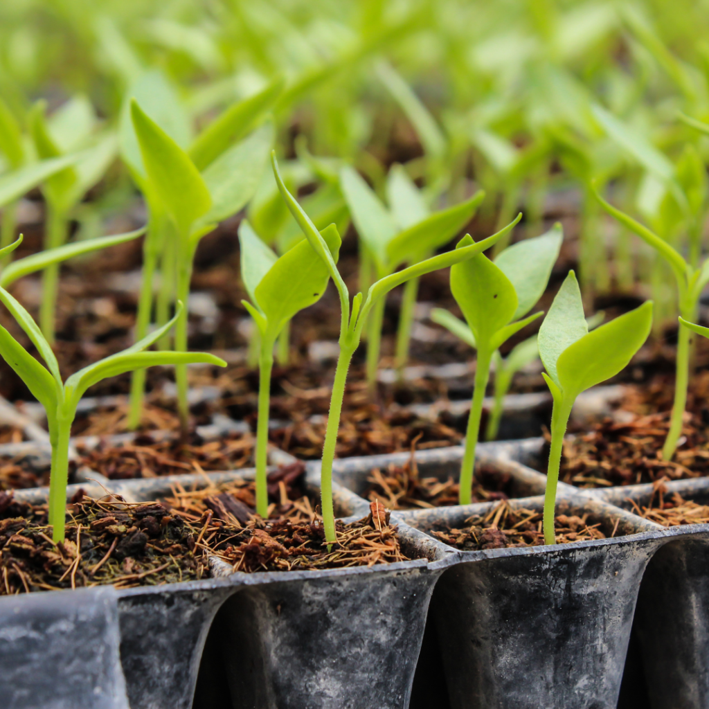 tray of seedlings for how to start seeds indoors with grow lights page