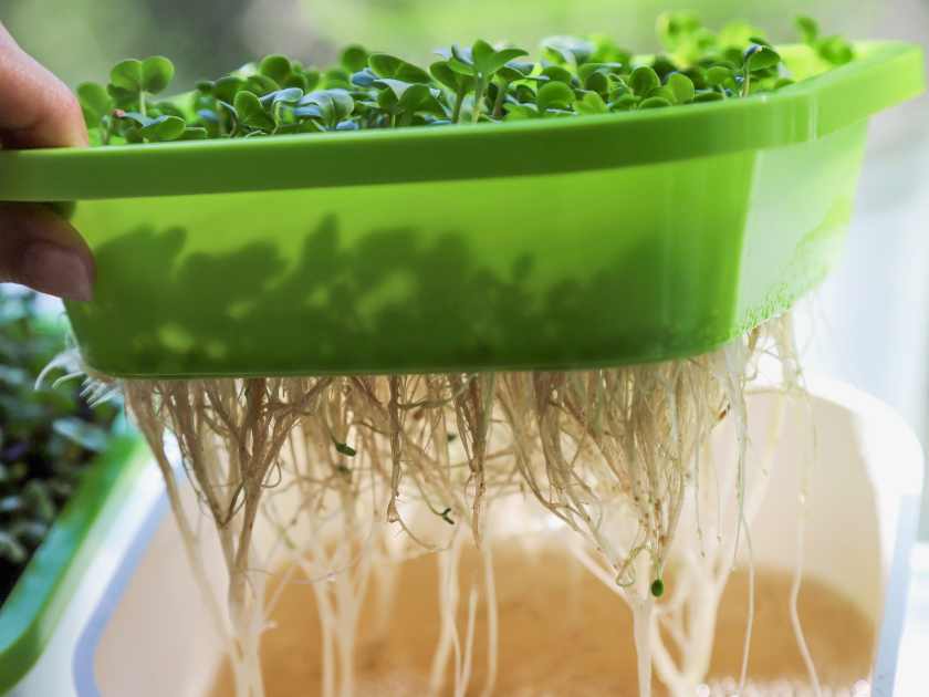 bottom view of microgreen tray showing many roots growing