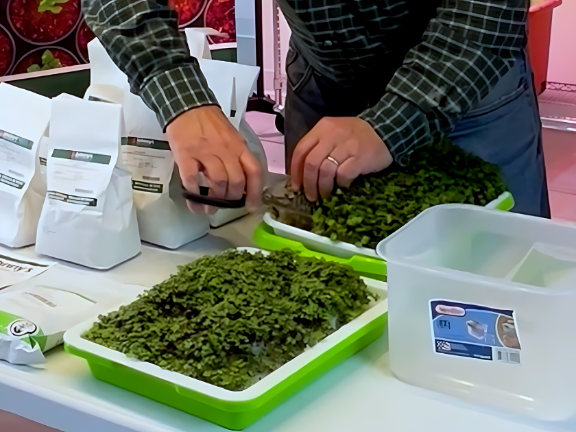 a person cutting up micro green leaves