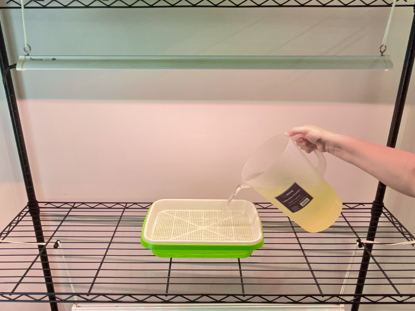 a hand pouring nutrient water into microgreen growing tray