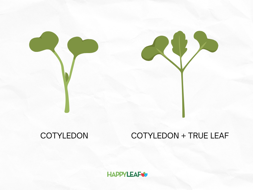 close up image of a single microgreen with cotyledon leaves compared to one with true leaves