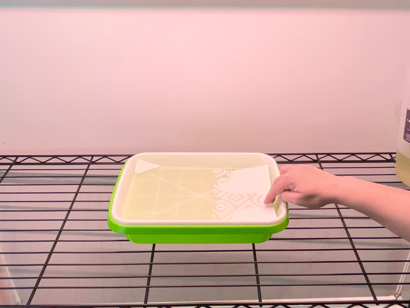 a hand placing a paper towel into grow tray