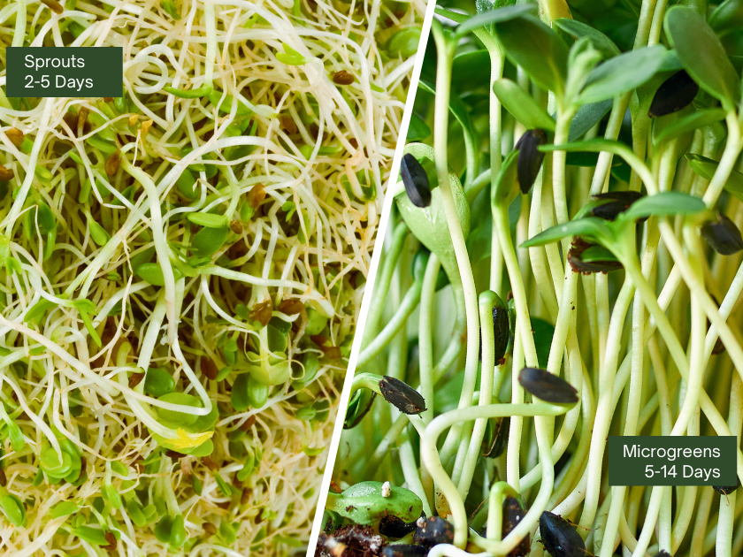 a two image collage of sprouts and microgreens next to each other to show the differences.