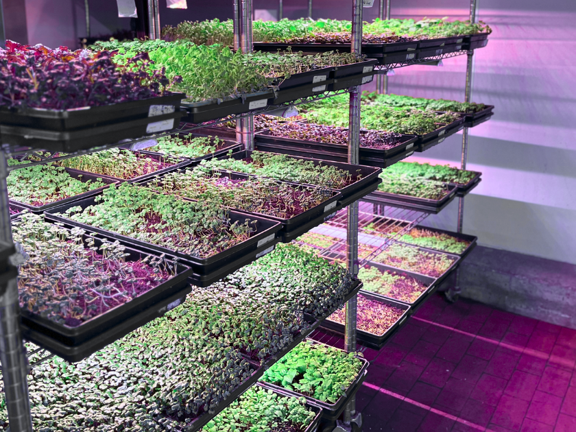 trays of microgreens growing under lights in warehouse