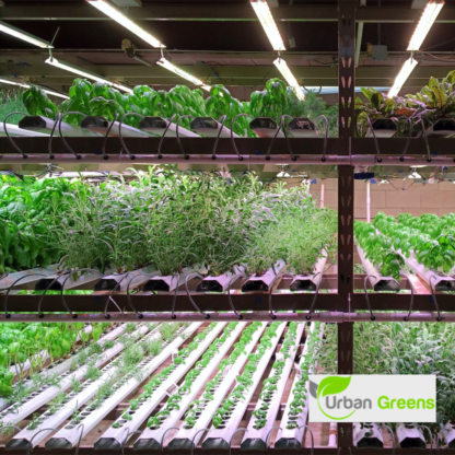 a group of plants growing in a room