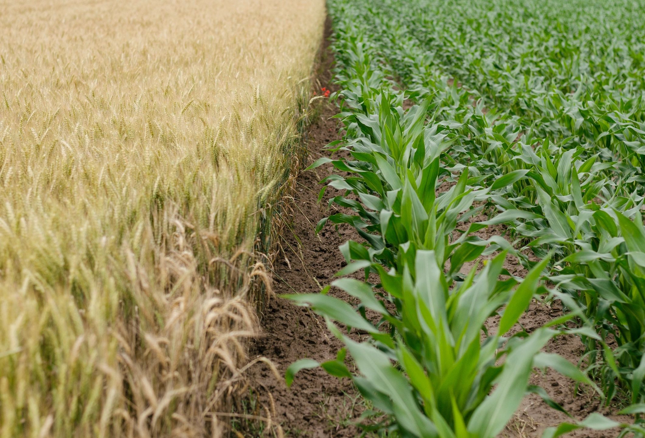 corn field