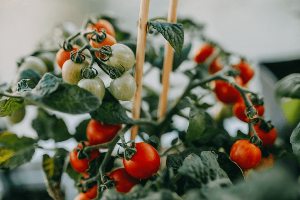 Indoor tomato plant thriving under LED grow lights in a home setting