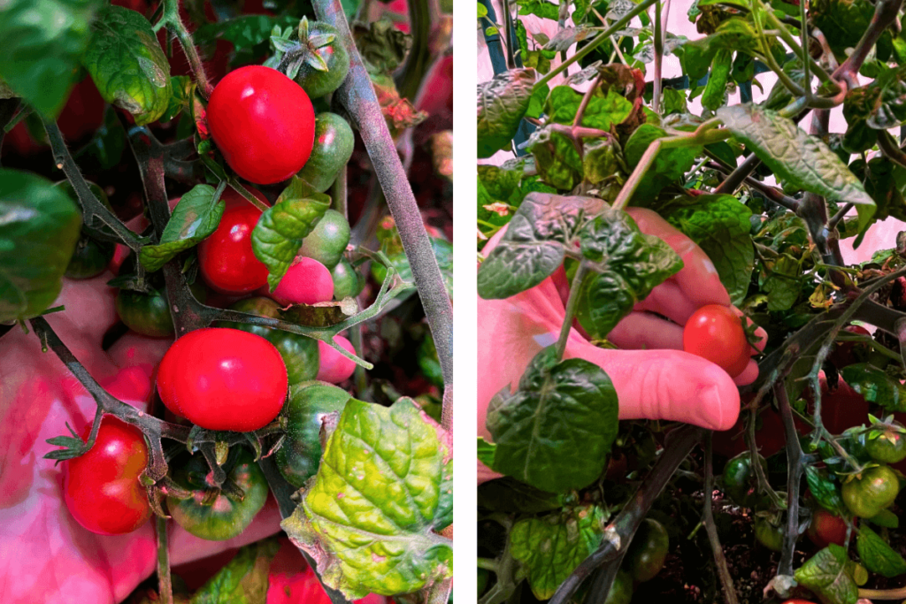 Harvesting a ripe tomato from an indoor plant grown with LED lights