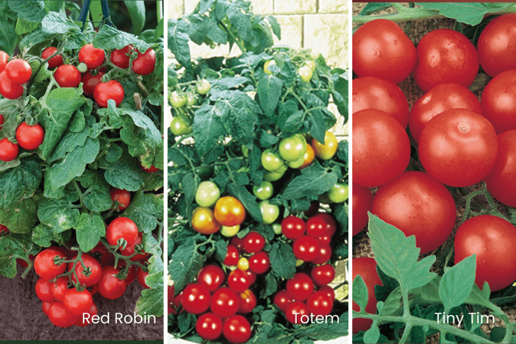 Best compact tomato varieties for indoor growing: Tiny Tim, Totem, and Red Robin.