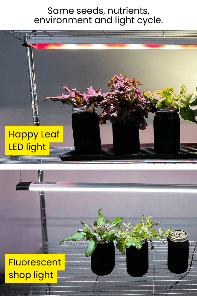 Gardening Indoors with Lights 14