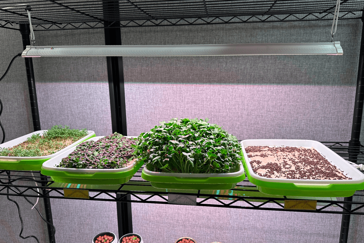 microgreens trays